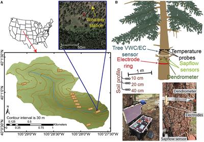 Exploring Environmental Factors That Drive Diel Variations in Tree Water Storage Using Wavelet Analysis